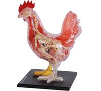 Modèle d'anatomie de poulet 4D, détachable 32 pièces Intelligence Puzzle Assemblage Kit de jouet Modèle d'anatomie d'organe animal pour la formation vétérinaire de clinique