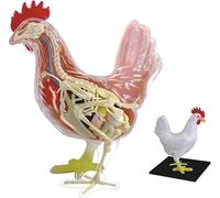 Modèle d'anatomie de poulet 4D, modèle de squelette, modèle d'assemblage, modèle anatomique de poulet, 32 pièces détachables, modèle animal anatomique scientifique