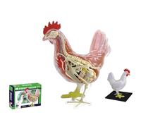Modèle d'anatomie de poulet 4D Vision, kit de modèle de squelette et d'anatomie de poulet, modèle d'animal anatomique scientifique détachable en 32 parties, kit de jouet d'assemblage