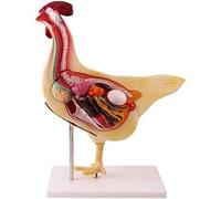 Modèle d'anatomie de poulet, modèle anatomique animal, modèle de simulation de poulet détachable d'organe de recherche sur les viscères, for le modèle d'éducation médicale en biologie animale.