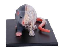Modèle d'anatomie de souris 4D, 29 organes et parties du corps détachables, modèle d'enseignement médical complet d'organes viscéraux squelettiques, for la démonstration de recherche en