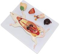 Modèle d'anatomie de souris, modèle médical anatomique animal avec marque numérique, kit expérimental d'enseignement de la biologie de l'anatomie de la structure des organes internes