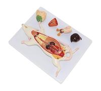 Modèle d'anatomie de souris, modèles anatomiques animaux, modèle d'anatomie de structure d'organe interne de rat de souris for l'enseignement expérimental de la biologie.