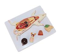 Modèle d'anatomie de souris - Outil éducatif pour la structure des organes | Modèle d'anatomie de souris en 6 parties - Outil éducatif de biologie essentiel pour la pratique de la dissection et