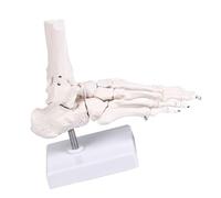 Modèle d'anatomie de squelette de pied détaillé en PVC pour étudiants en médecine Modèle d'anatomie détaillé du squelette du pied en PVC pour l'éducation des étudiants en médecine