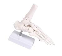 Modèle d'anatomie de squelette de pied détaillé en PVC pour étudiants en médecine Modèle d'anatomie détaillé du squelette du pied en PVC pour l'éducation des étudiants en médecine