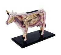 Modèle d'anatomie de vache 4D, spécimen de squelette d'animal détachable en 29 parties, outil de formation vétérinaire for enseignement scientifique scolaire et démonstration éducative