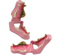 Modèle d'anatomie dentaire animale, modèle de dent de chien, modèle de dent de chien pathologique, modèle d'anatomie de dents canines, modèle d'anatomie for les cabinets vétérinaires et les salles de