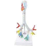 Modèle d'anatomie des bronches pulmonaires, modèle anatomique du système respiratoire humain, modèle de trachée et de bronches du larynx grandeur nature en 3 parties, texture claire