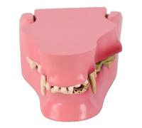 Modèle d'anatomie des dents de chien au design réaliste pour les étudiants vétérinaires, y compris les caractéristiques détaillées de l'incisive canine et molaire, modèle d'enseignement de la