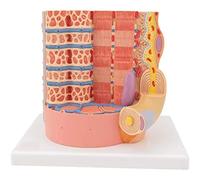Modèle d'anatomie des fibres musculaires squelettiques, grossissement 10 000 x avec étiquettes numériques, pour l'apprentissage éducatif et l'étude médicale