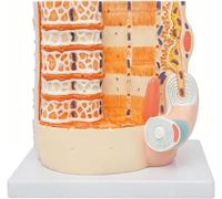 Modèle d'anatomie des fibres musculaires, structure en PVC très détaillée | Modèle de microstructure agrandi 4000X, modèle d'enseignement de l'éducation médicale for l'étude en e biologie