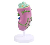 Modèle d'anatomie des ganglions lymphatiques humains à code couleur pour formation clinique éducation anti-chute