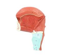 Modèle d'anatomie des muscles de la langue pour la recherche médicale et les soins de santé - Modèle de démonstration pédagogique avec élargissement des organes à des fins éducatives