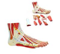 Modèle d'anatomie des Muscles du Pied, Modèle Anatomique du Pied Humain Muscles détachables de Pied 9 Parties et modèle de Squelette Anatomique Plantaire neurovasculaire avec ligaments, Muscles,