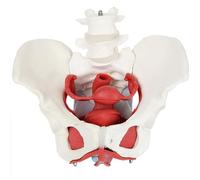 Modèle d'anatomie des Muscles du Plancher pelvien féminin - Modèle de Bassin Humain en 6 Parties avec utérus, vagin, ovaires, vessie, Rectum Amovibles - Modèle d'anatomie médicale