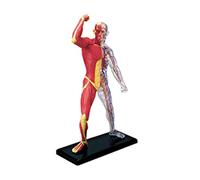 Modèle d'anatomie des muscles humains, modèle médical transparent, outil d'enseignement pour étude, enseignement, modèle musculaire anatomie pour enfant