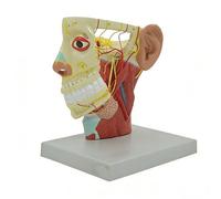 Modèle D'anatomie des Nerfs de la Tête et du Cou Humains Avec Base du Crâne et 12 Paires de Nerfs Crâniens, Modèle D'anatomie du Visage Avec Identification Numérique pour Démonstrations Cliniques