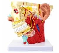 Modèle d'anatomie des nerfs de la tête et du cou humains, modèle d'anatomie | Avec base de crâne et 12 paires de nerfs crâniens, modèle anatomique de crâne et de cerveau for l'apprentissage de l'enseig