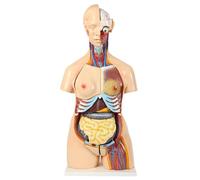 Modèle D'anatomie des Organes Internes du Torse Humain De Deux Sexes, Hauteur 85 Cm 23 Parties, Modèle D'enseignement De Démonstration Médicale