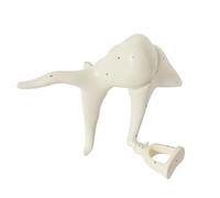 Modèle d'anatomie des osselets Structure de l'oreille Interne Grossissement Modèle d'anatomie médicale des osselets for l'enseignement des Sciences