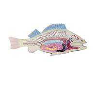 Modèle d'anatomie des poissons pour l'enseignement - Modèle d'étude de de dissection de poisson, moule à intestins - Sciencemodel médicale animal de poisson - pour l'enseignement