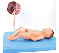 Modèle d'anatomie des viscères néonatals, modèle d'anatomie du fœtus, 6 parties dont le fœtus à terme, le placenta et le cordon ombilical, avec 29 identifications numériques, modèle d'enseignement méd