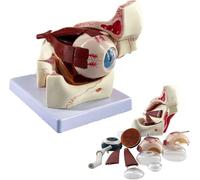 Modèle d'anatomie des Yeux, modèle Anatomique Anatomique de Globe oculaire 3 Fois et orbite et modèle Anatomique pour l'œil Humain et modèle Musculaire pour l'apprentissage pour