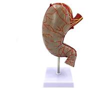 Modèle d'anatomie digestive pour l'estomac humain, outil éducatif, aide à l'apprentissage de l'anatomie, modèle médical pour les écoles, aide pédagogique interactive du système digestif