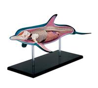 Modèle D'anatomie Dolphin 4D, Anatomie D'organe pour Démonstration Didactique avec des Animaux, 18 Pièces pour La Démonstration Didactique avec des Animaux, Modèle D'enseignement