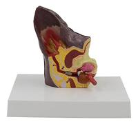 Modèle d'anatomie d'oreille de Chien modèle d'oreille pathologique de santé Normale et infectée pour Outils de démonstra
