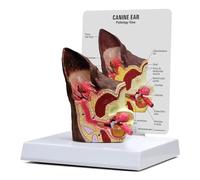 Modèle d'anatomie d'oreille de chien - Modèle double face pour la santé normale et pathologique infectée - Outils pédagogiques de démonstration