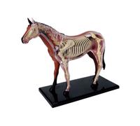 Modèle D'anatomie D'organe Animal 4d Intelligence De Cheval Assemblage Jouet Modèle D'anatomie D'enseignement Bricolage Appareils Scientifiques Populaires