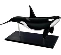 Modèle d'anatomie d'organe de baleine 4D, anatomie des animaux, décoration d'organismes marins, 16 parties d'organes détachables pour outils d'étude et d'enseignement