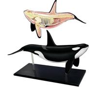 Modèle d'anatomie d'organe de baleine 4D, modèle d'anatomie d'organe animal, 16 parties détachables, for l'enseignement et la recherche médicale en biologie.