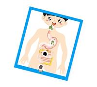 Modèle d'anatomie d'organe digestif réaliste - Outil d'enseignement interactif pour enfants et étudiants de 6 ans et plus - Biologie éducative
