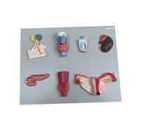 Modèle d'anatomie d'organe endocrinien grandeur nature, complet avec hypophyse, thyroïde, parathyroïde, glandes surrénales, pancréas, ovaires et testicules, idéal for une utilisation pédagogique
