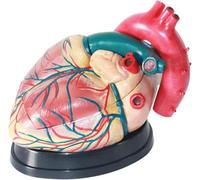 Modèle d'anatomie d'organe humain Grossissement 3x Modèle de cœur humain Modèle de cœur d'anatomie médicale Affichage d'apprentissage Enseignement Mode médical