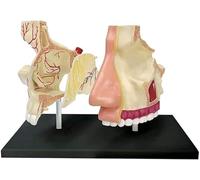 Modèle d'anatomie d'organe Modèle Anatomique Modèle Humain 27 pièces détachables Modèle Anatomique d'organe Humain Modèle d'enseignement médical for Outil d'enseignement Scolaire