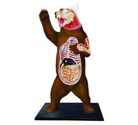 Modèle d'anatomie d'ours 4D 36 pièces détachables avec support Assemblage de l'anatomie du squelette de l'organe anatomique pour outils d'étude Modèle d'anatomie animale et éducatif