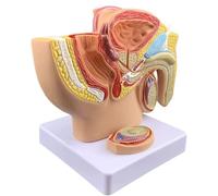 Modèle d'anatomie du bassin masculin, modèle d'enseignement anatomique 1:2 for l'étude et l'enseignement en ide pédagogique à l'anatomie humaine