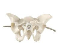 Modèle d'anatomie du bassin mobile pour femme - Ressource pédagogique détaillée pour l'éducation médicale - Pelvis féminin - Enseignement obstétrique éducatif