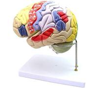 Modèle d'anatomie du Cerveau Humain 2X Modèle de Cerveau Humain Modèle Anatomique Amovible en 4 Parties for l'enseignement de la démonstration d'enseignement Scolaire de modèle médical
