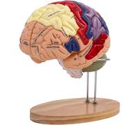 Modèle d'anatomie du Cerveau Humain 2X Modèle Grandeur Nature du Cerveau avec étiquettes et Base 4 pièces Amovibles for l'affichage des neurosciences Modèle d'enseignement Enseignement