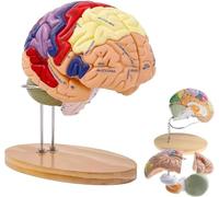 Modèle d'anatomie du cerveau humain à agrandissement 2 fois, modèle de cerveau détachable en 4 parties avec séparation des couleurs de la zone fonctionnelle, for l'apprentissage des neurosciences