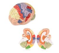 Modèle d'anatomie du cerveau humain avec sections amovibles et guide d'étude pour l'enseignement des neurosciences et l'affichage d'étude scientifique