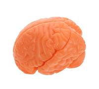 Modèle D'anatomie du Cerveau Humain Détachable, PVC Café, Enseignement | Structure Cérébrale Réaliste, Fabrication Haute Précision, pour Démonstrations en t Laboratoires