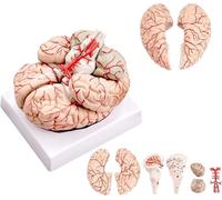 Modèle d'anatomie du Cerveau Humain Grandeur Nature Modèle de Cerveau anatomiquement précis for l'enseignement des Cours de Sciences Modèle médical Affichage d'étude en Classe de Sciences