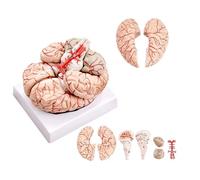 Modèle d'anatomie du Cerveau Humain Grandeur Nature Modèle de Cerveau anatomiquement précis for l'enseignement des Cours de Sciences Modèle médical Affichage d'étude en Classe de Sciences