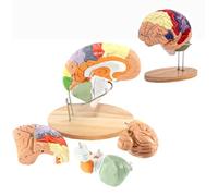 Modèle d'anatomie du cerveau humain grandeur nature pour l'enseignement des neurosciences, l'étude en classe et l'affichage médical
